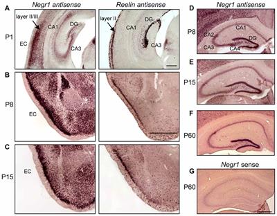 Neuronal Growth and Behavioral Alterations in Mice Deficient for the Psychiatric Disease-Associated Negr1 Gene